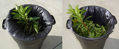 two potted plants in plastic wrapped pots