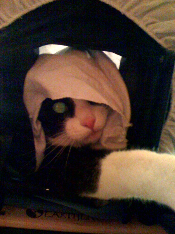 cat looking out of a cardboard carrier with sheets on his head