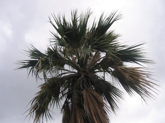 a tall, slender tree sits under a gray sky