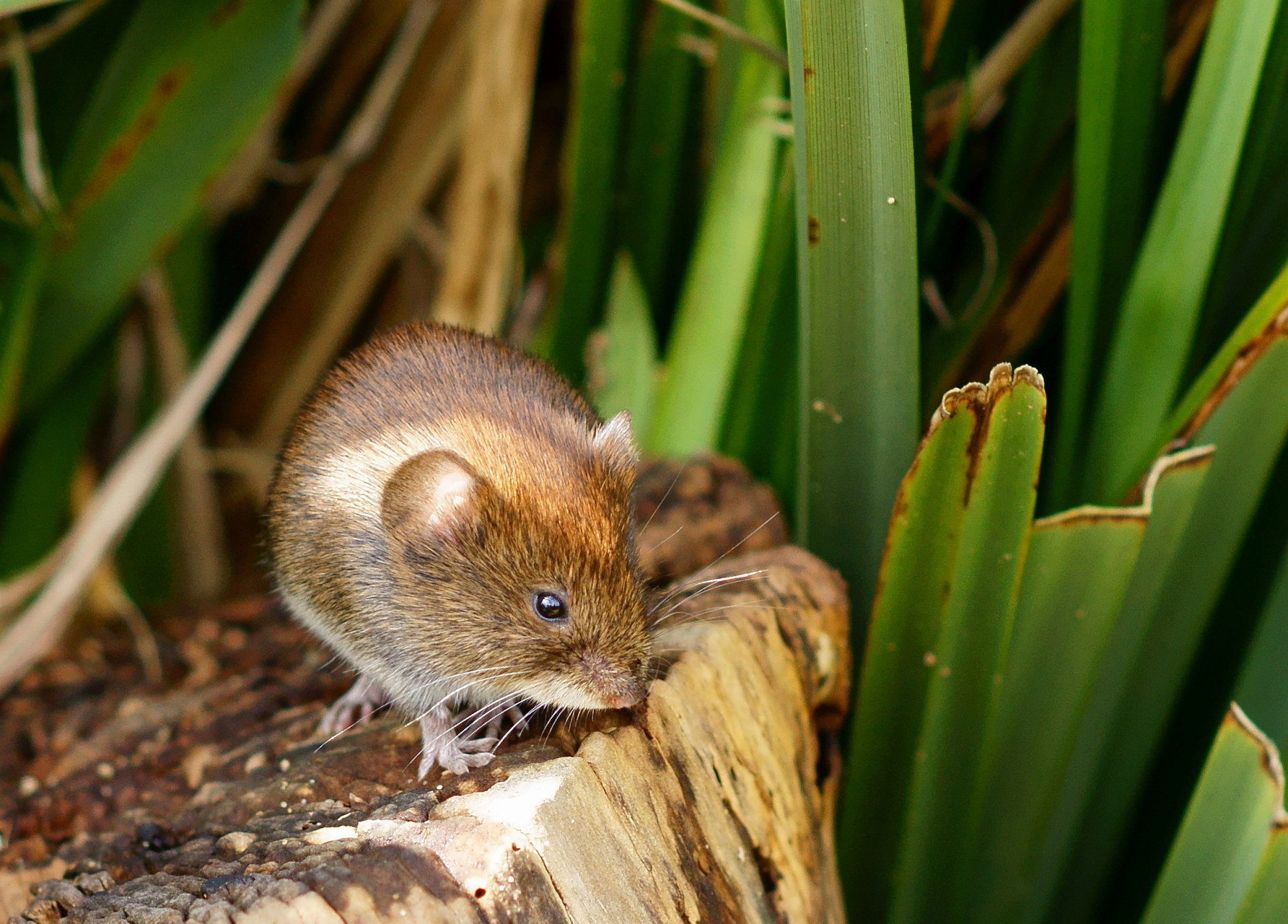 a brown mouse on top of a tree stump