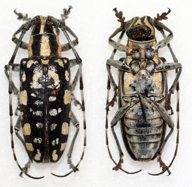 two bugs with long antennae standing in the snow