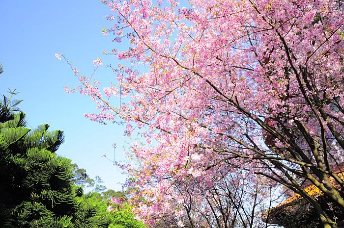 pink blossoms and green foliage grow on the trees lining a path