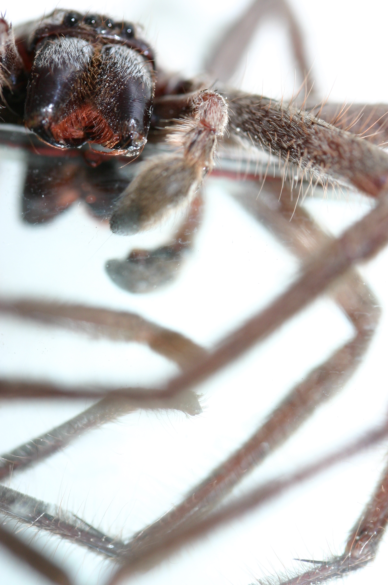 there is a spider sitting on top of a glass table