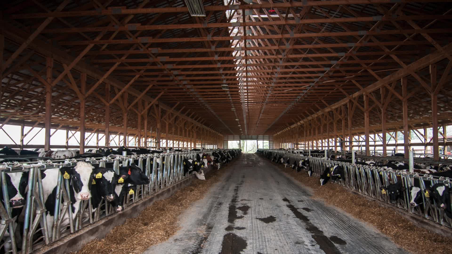 the inside of a building has cows in it