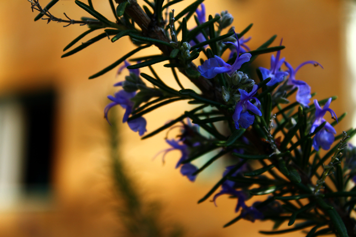 a flower with purple flowers on top of it