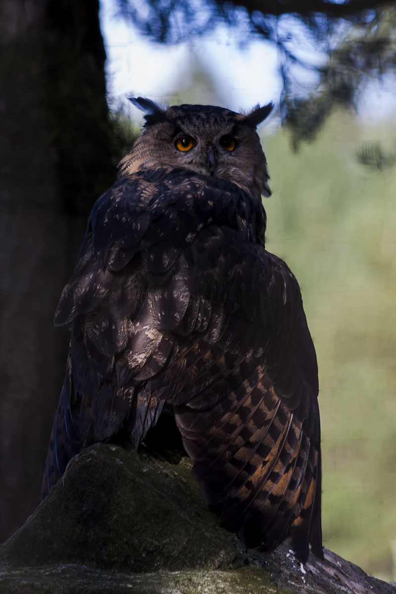 an owl perched on a tree nch outside