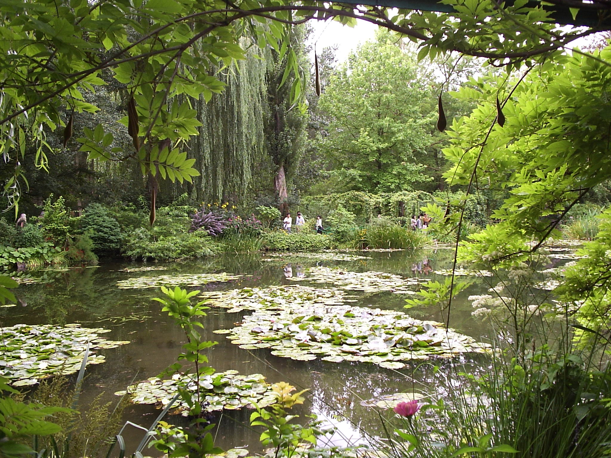 trees and foliage near the pond and a person standing in it