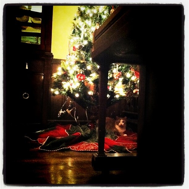 a dog under a christmas tree looking through its window