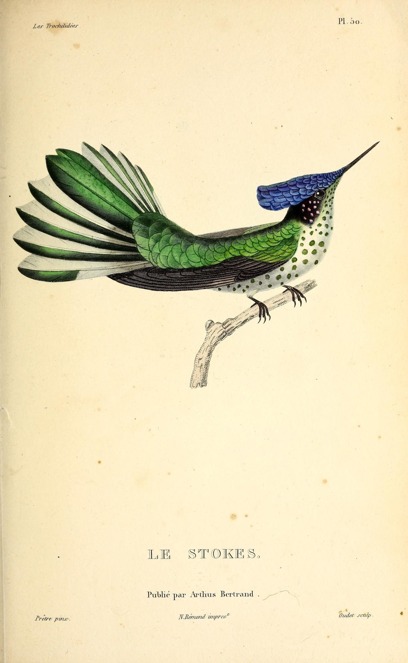 the little blue - and - green fly bird is a small, colorful bird with blue tail feathers