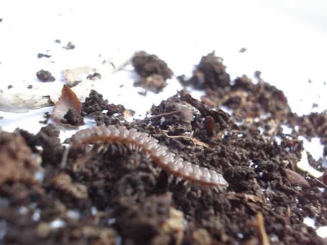 many dirt pieces with a worm on them