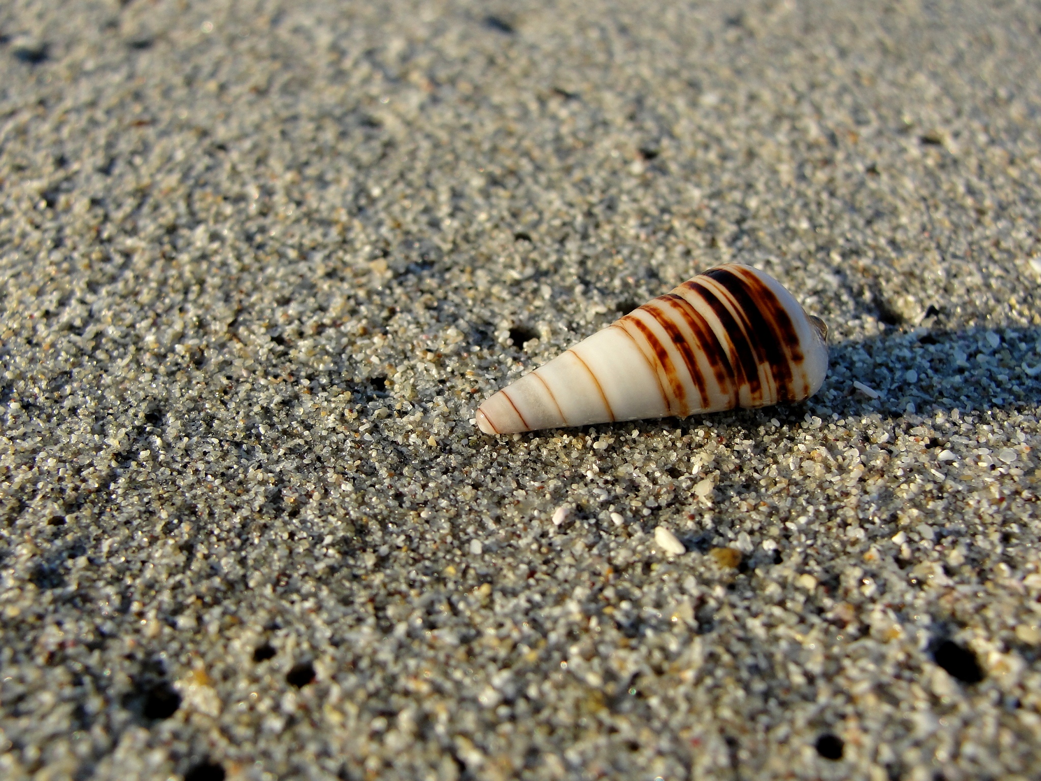 a brown and white shell is in the sand