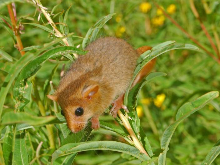 a small mouse sits atop some thick green leaves