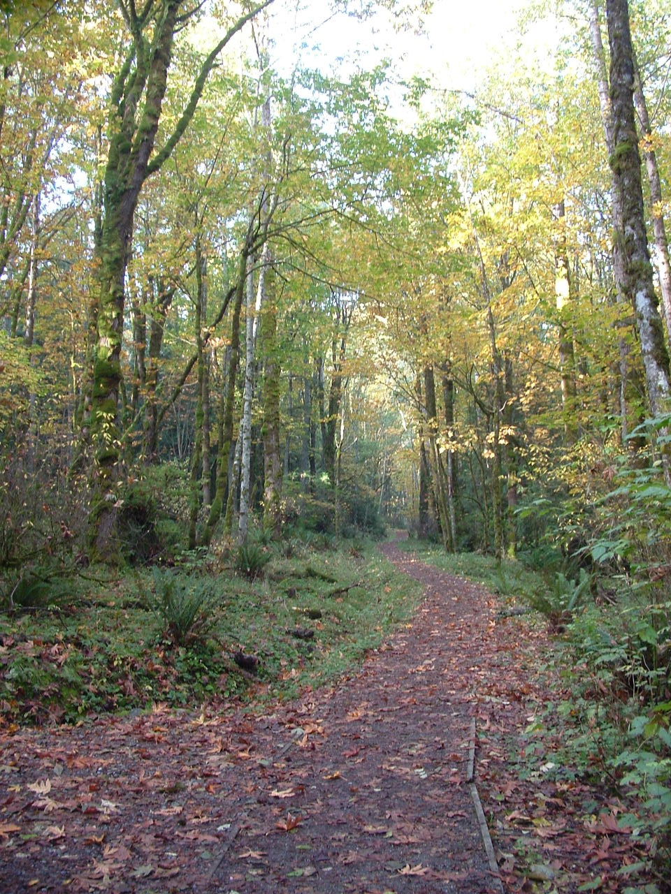 this is a dirt road in the woods