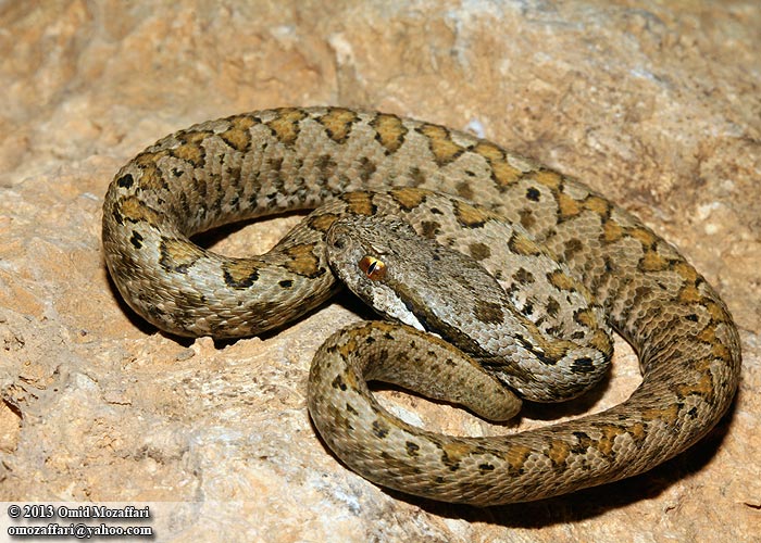 a close up of a snake on a rock