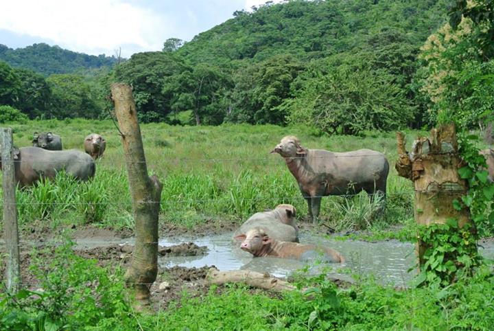 some rhinos and other animals stand in a small pond