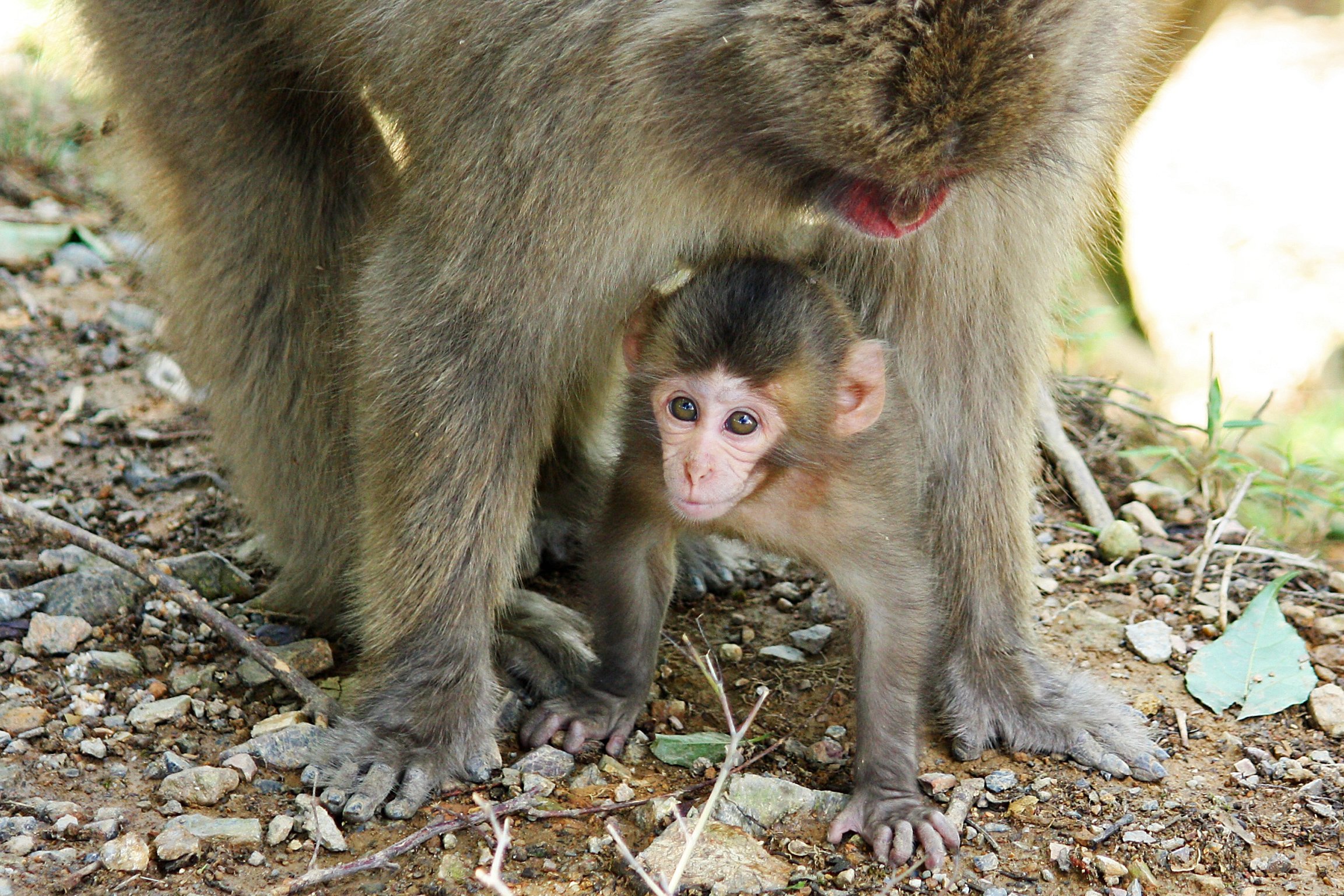 an adult and baby monkey in the dirt