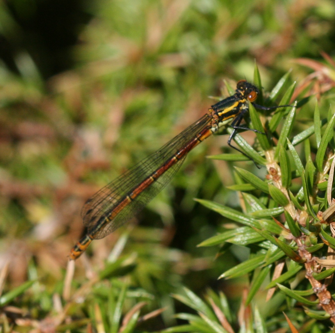 a black and yellow dragonfly sitting on a nch