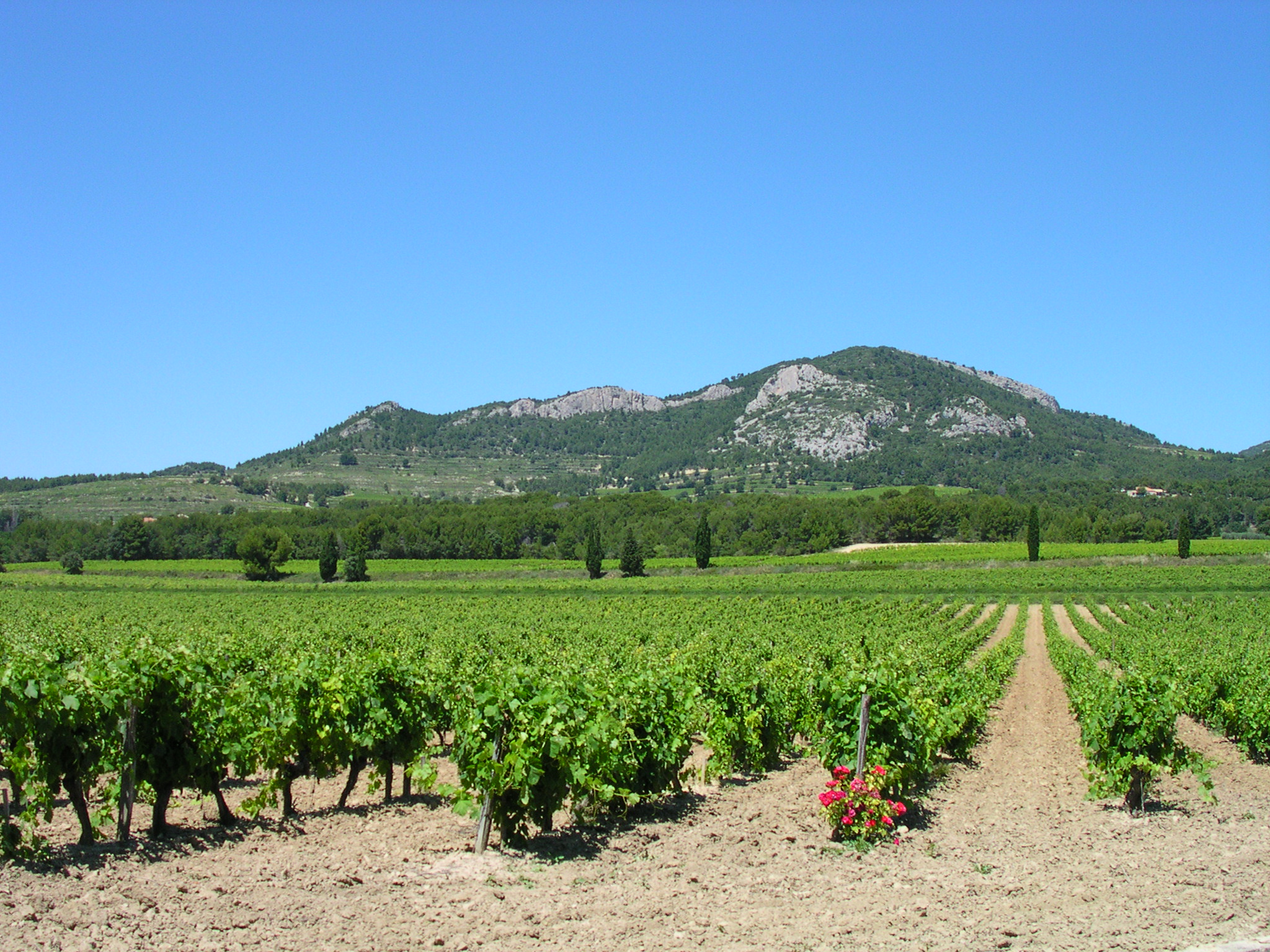 a large open field with trees and hills in the background