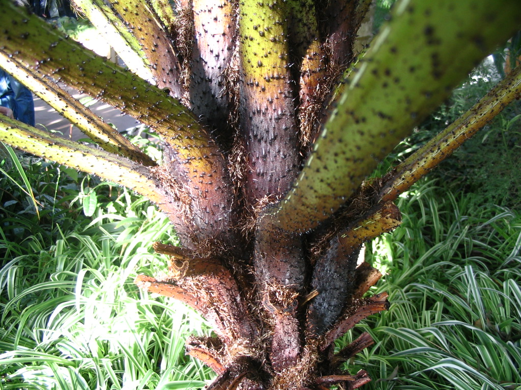 a close up of an unripe plant in a forest