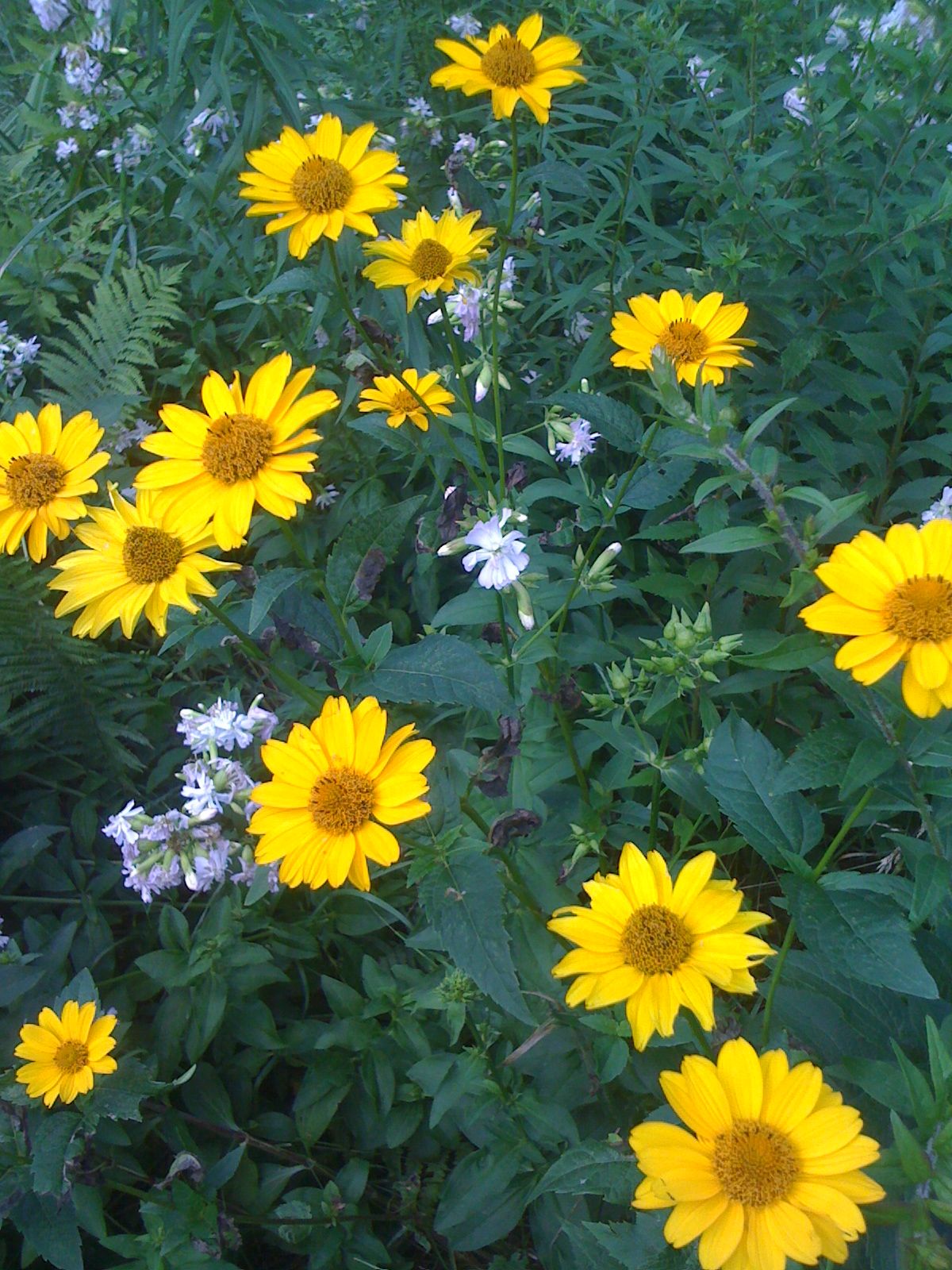 a field of sunflowers and other flowers