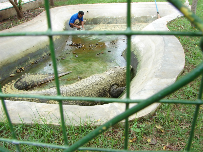 a small alligator in a caged area with a man taking pos