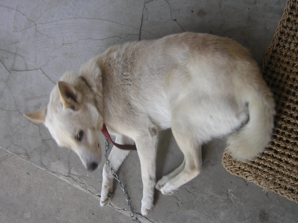 a large white dog tied to a piece of wood