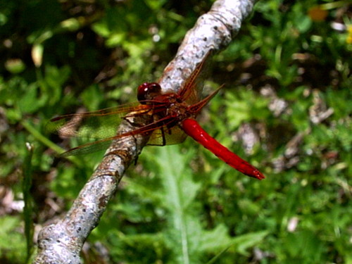 a dragonfly sits on the nch of a tree