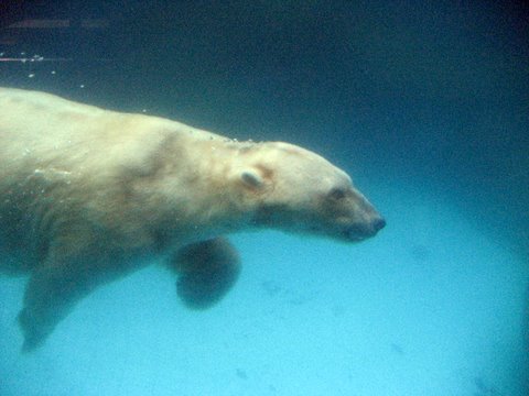 polar bear swimming in water that has not been frozen