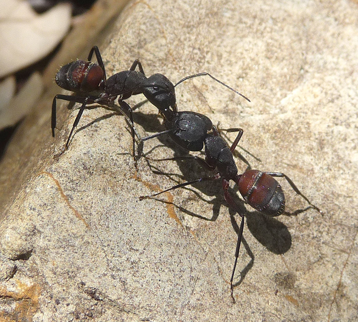 a couple of red and black bugs standing on a rock