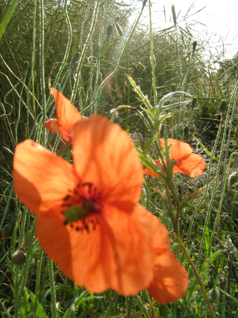 three large orange flowers in the middle of grass