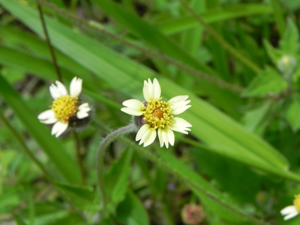 some very pretty small white flowers growing by some green leaves