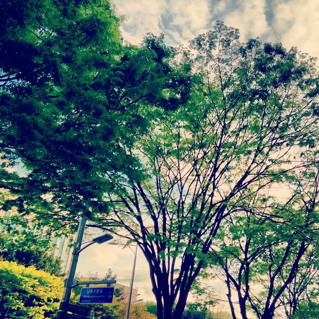 trees on a street corner, against the cloudy sky