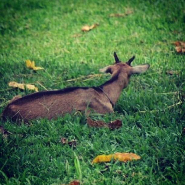 the young animal is laying on green grass