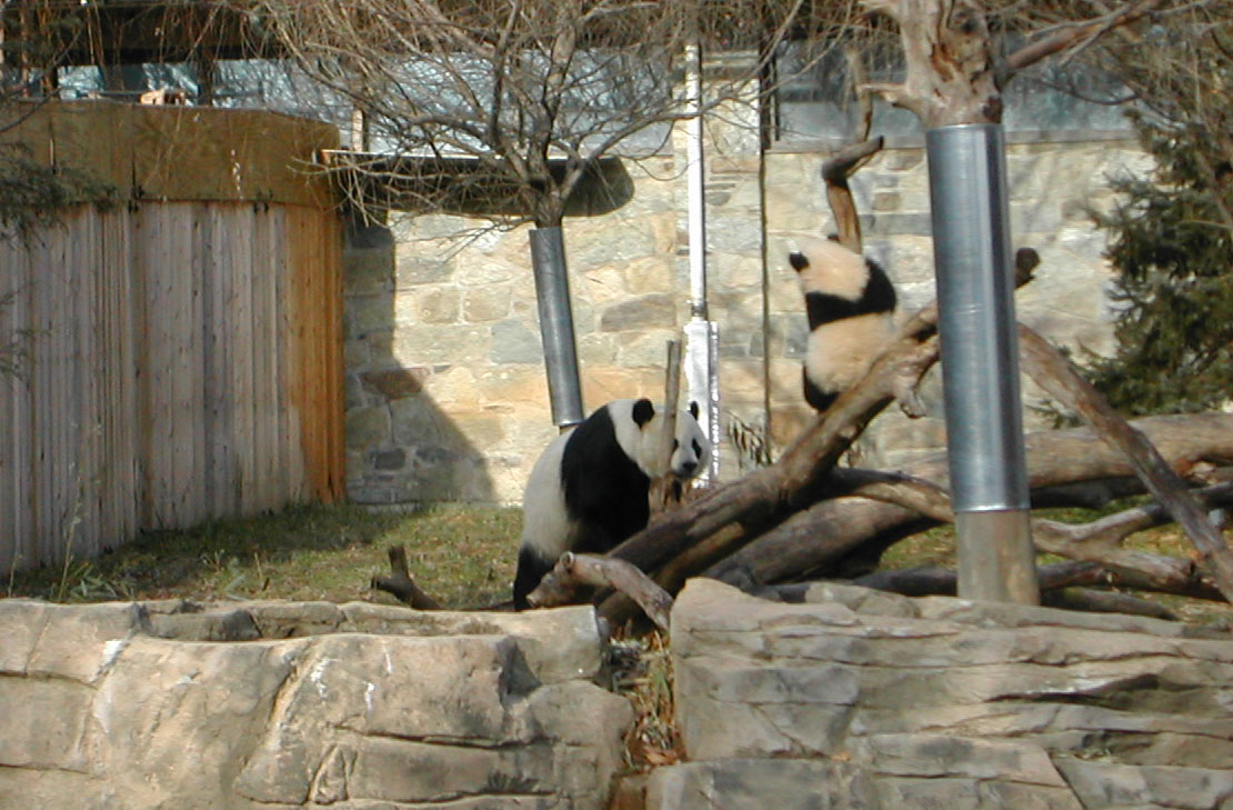 a panda bear sitting on a tree nch