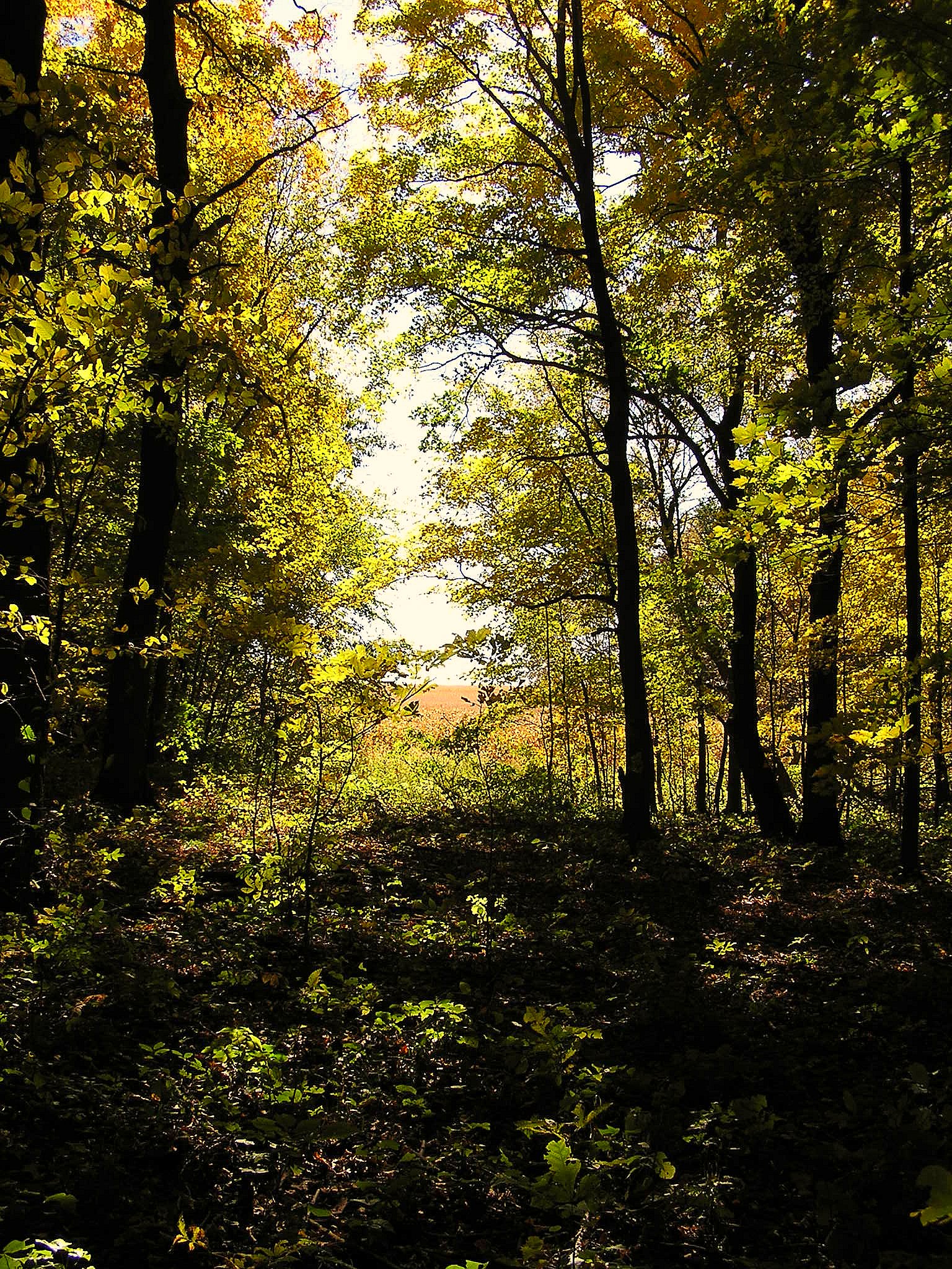 an image of some trees and leaves in the woods