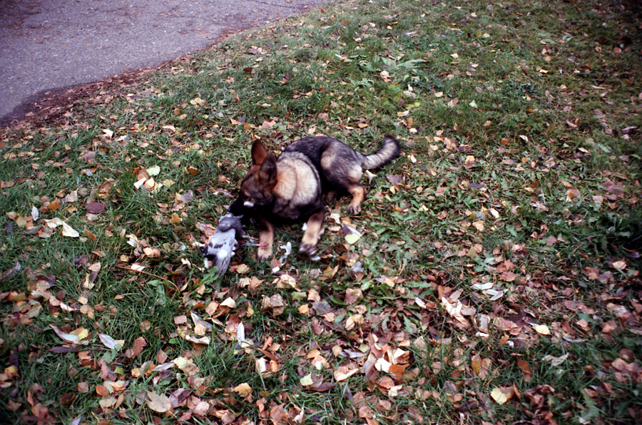 there is a dog that is laying in the grass