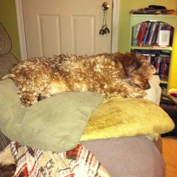 the dog is resting on top of pillows