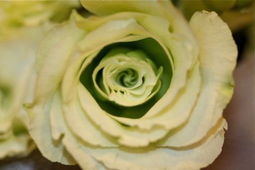 two white roses with green leaves on them