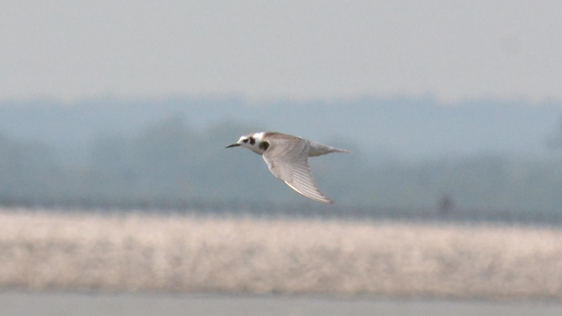 a bird flying over some water with trees in the background