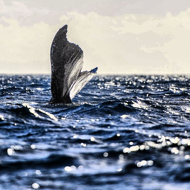 a whale tail diving out of the water