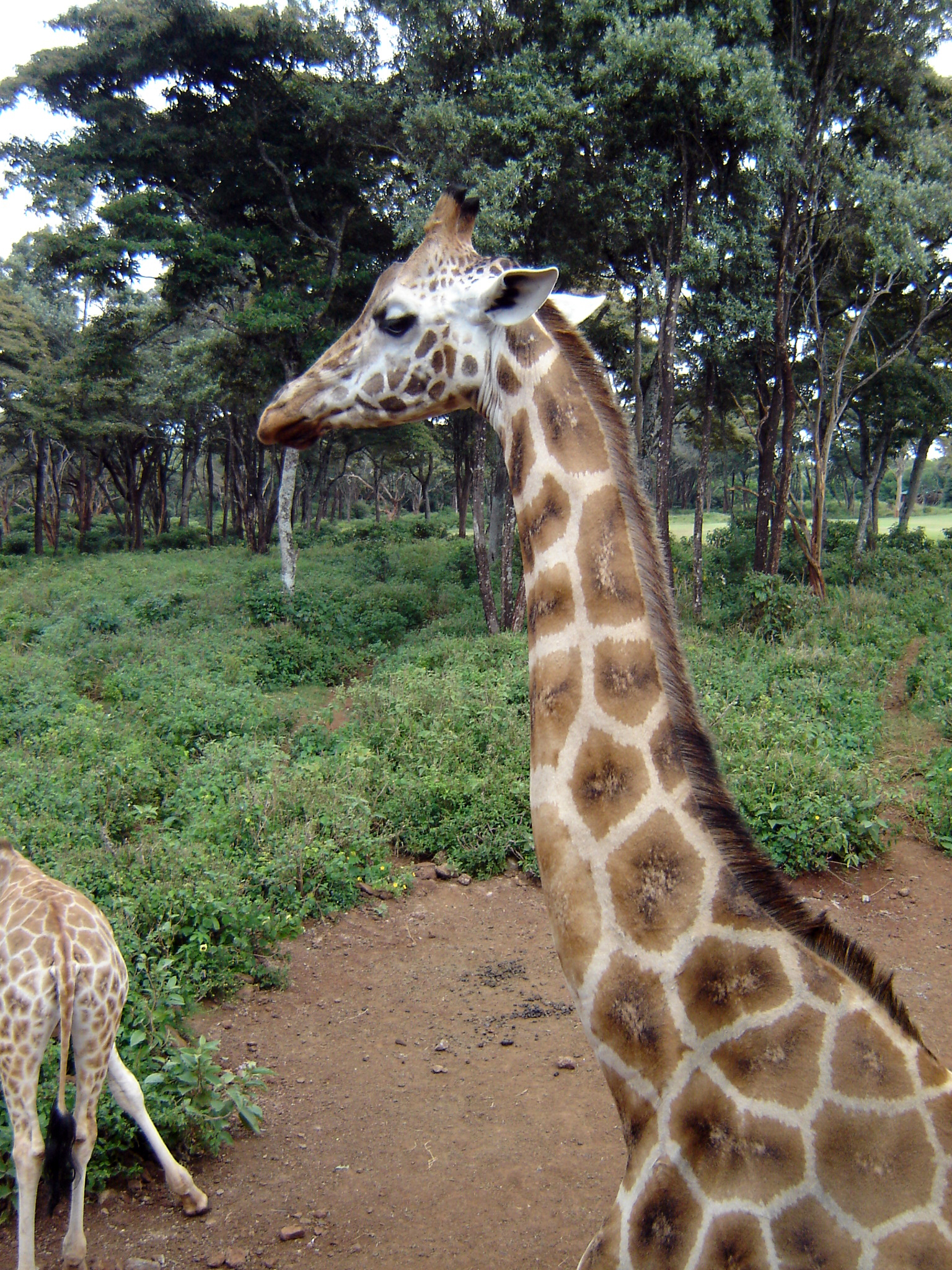two giraffes standing near each other in an enclosed area