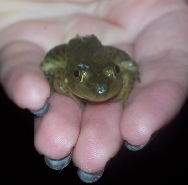a small green frog is held in the palm of a person