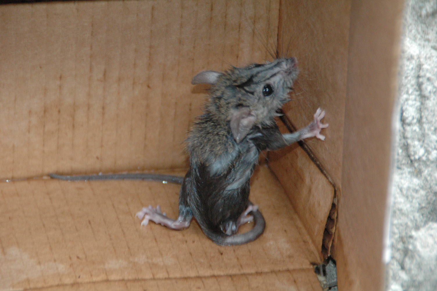 a gray mouse climbing up the side of a wooden bench