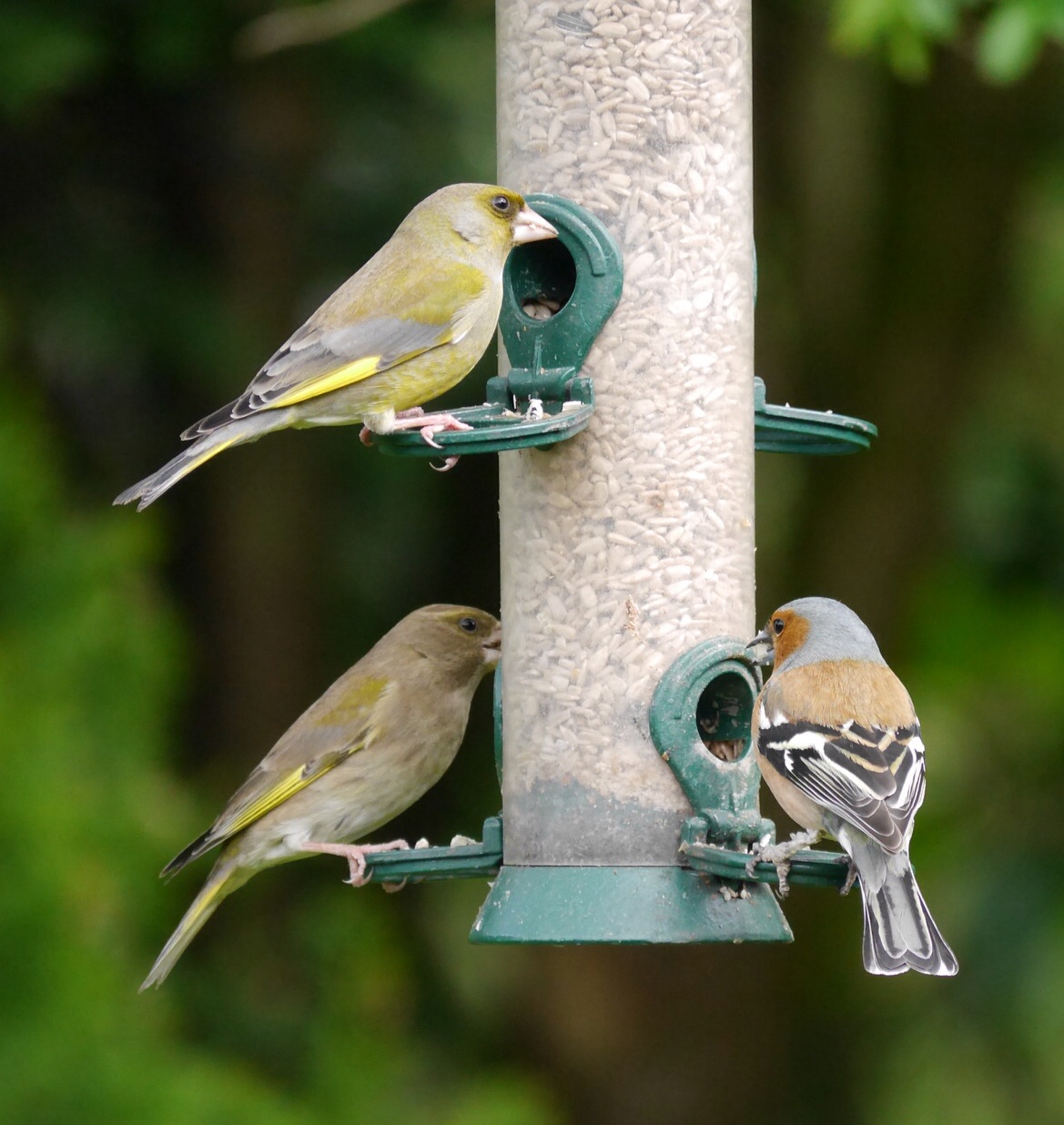 three birds that are standing on bird feeder