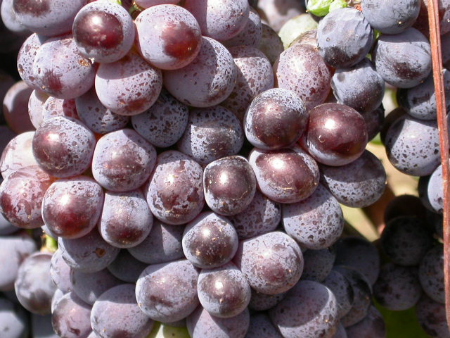the fruit is ripe, sitting on the vine ready to be harvested