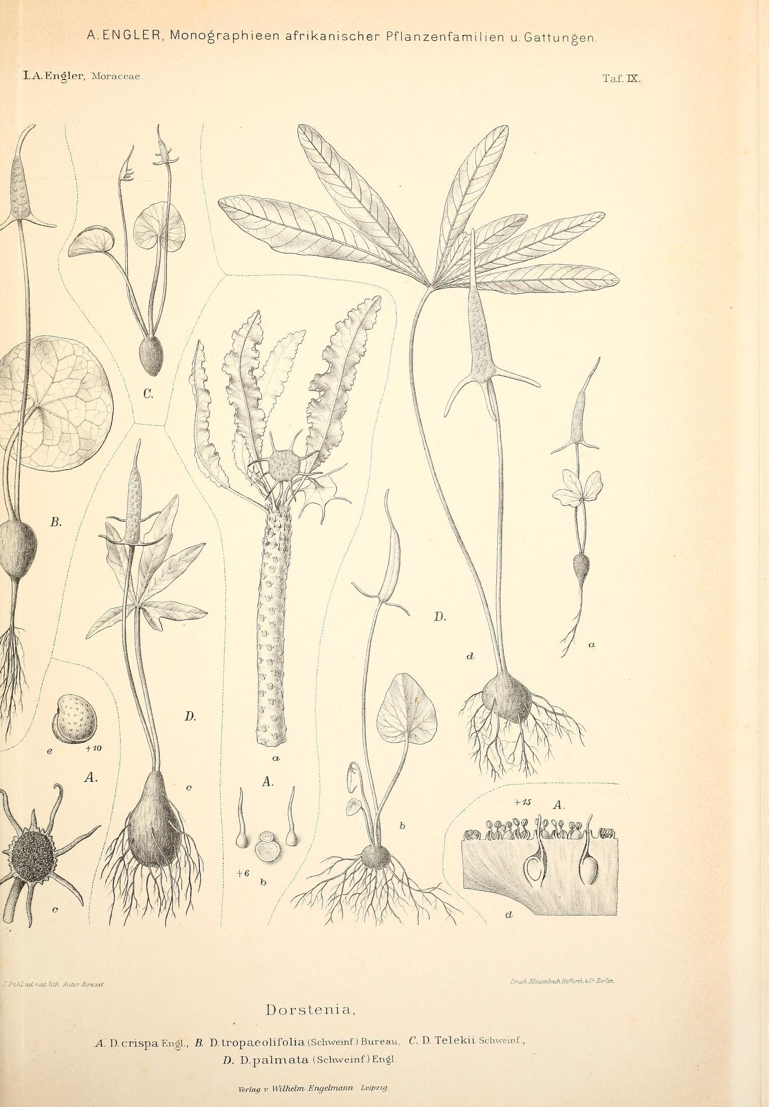 a page from a book containing plants and flowers