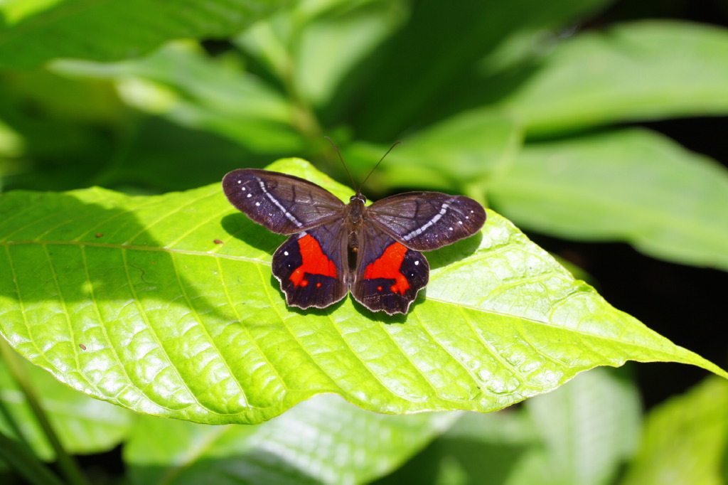 a erfly with red on it's wings is resting on a green leaf
