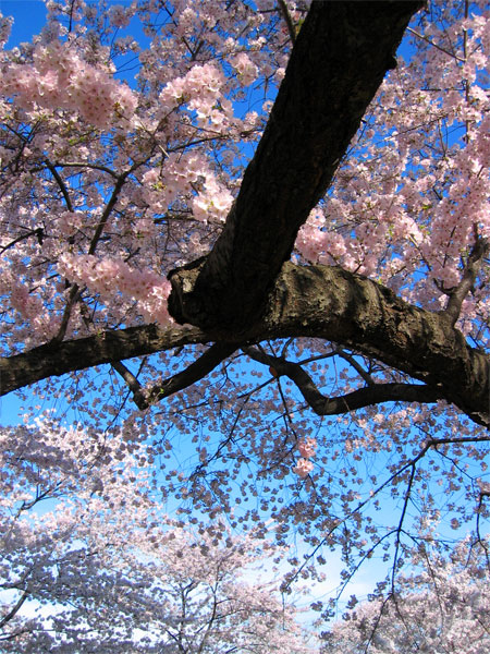 a tree nch with flowers in full bloom