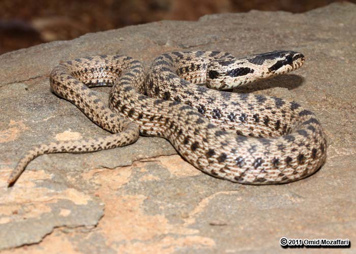 a rattle is laying on a rock