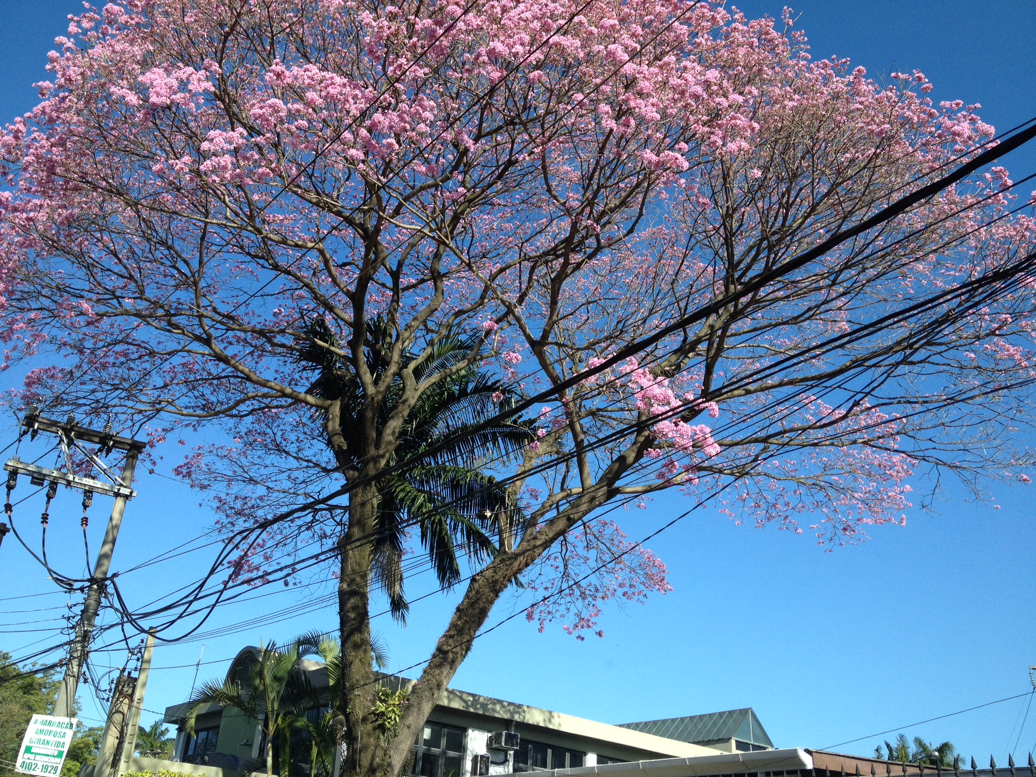 a tree with very pink flowers near a building